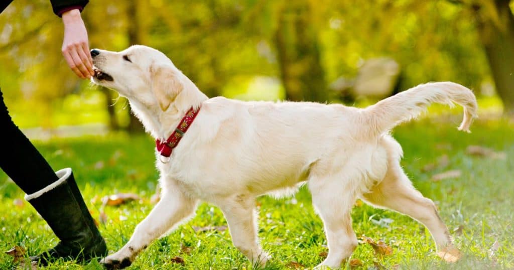 Rewards and Positive Reinforcement - How to Train a Golden Retriever Puppy