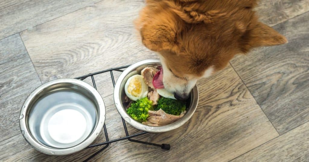 Role of Nutrition in Disease Prevention - Health and Nutrition Tips for Fluffy Dogs