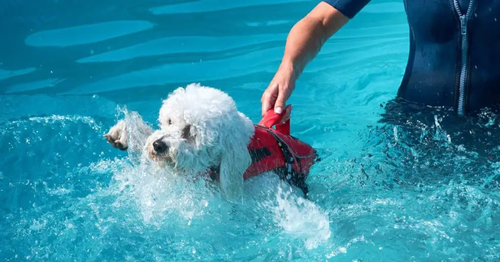 Safety Measures for Poodle Swimming - Can Poodle Swim