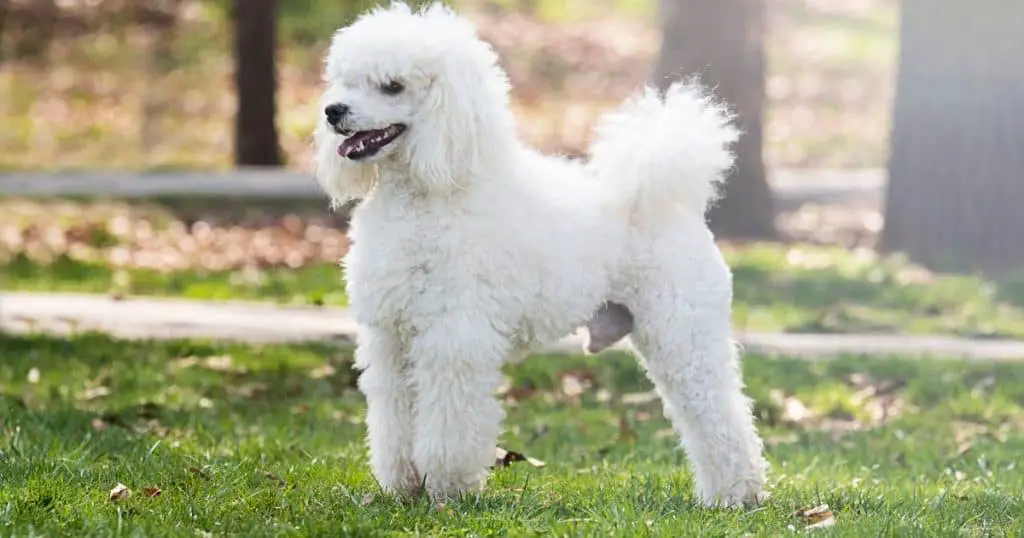 Separation Anxiety in Different Types of Poodles - Poodle Separation Anxiety