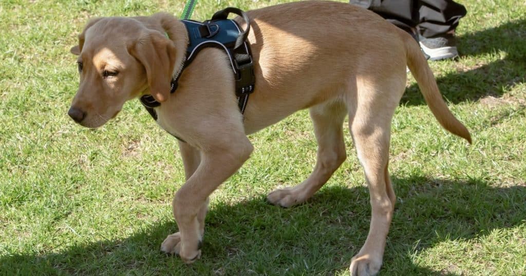 Setting Up a Training Routine - How to Train a Golden Retriever Puppy