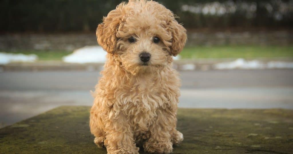 Signs and Symptoms - Poodle Separation Anxiety