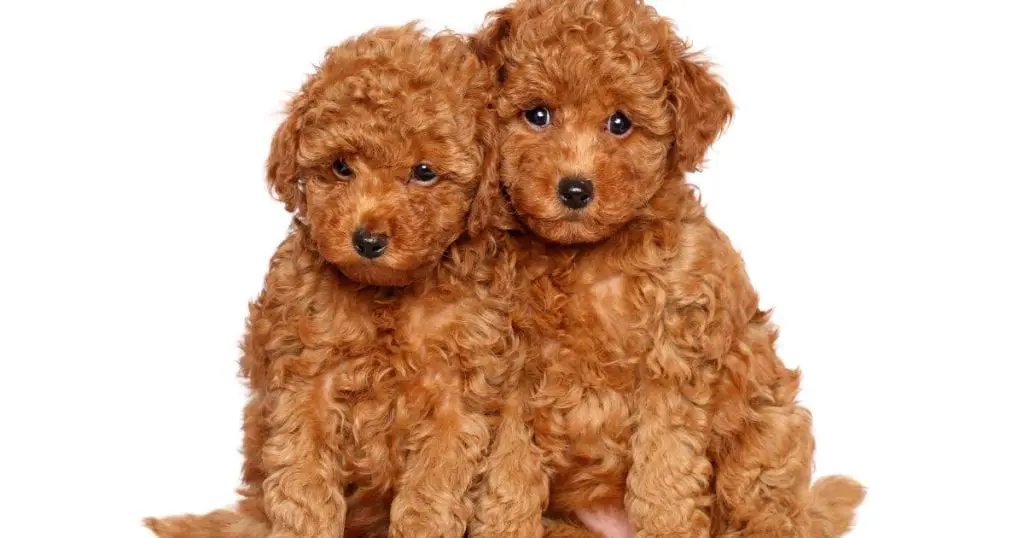 Signs of Fear and Stress in Poodles - Poodle Fear and Stress
