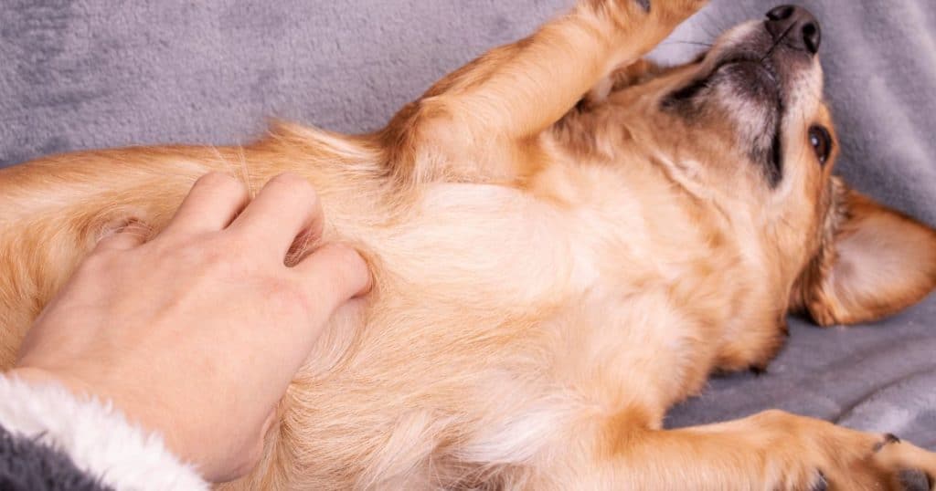 Skin Conditions and Irritations - Dog Itching After Grooming