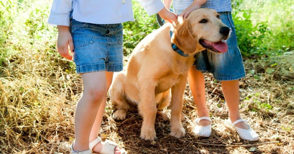 Socialization and Dealing with Fear Stages - How to Train a Golden Retriever Puppy