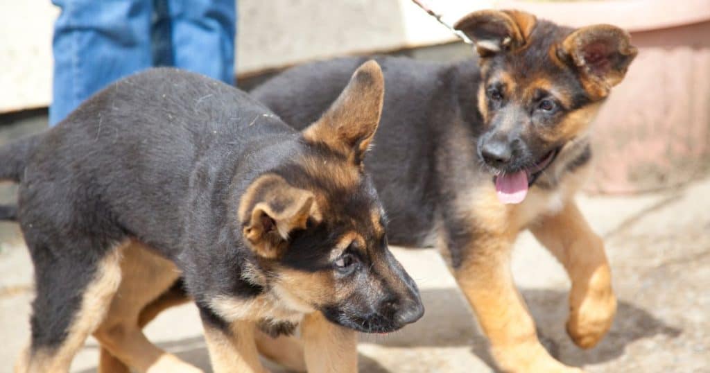 Socialization and Exposure Training - How to Train a German Shepherd Puppy