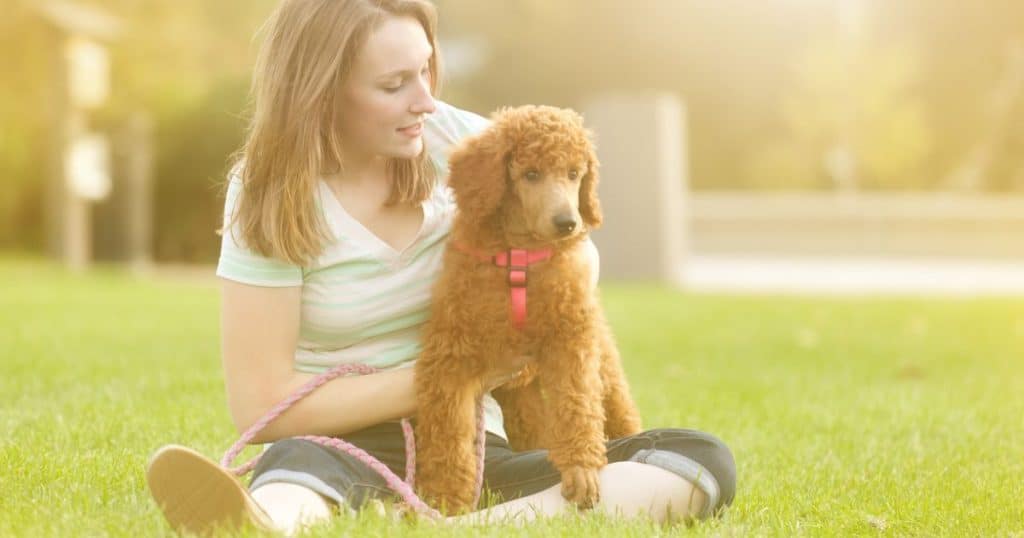 Socialization and Mental Stimulation - How to Train A Poodle Puppy