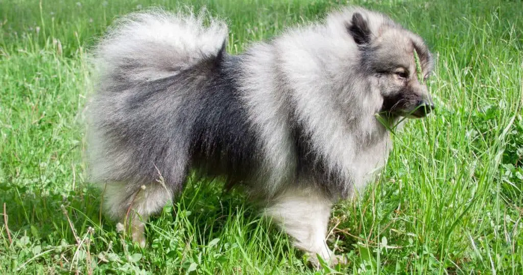 Specific Fluffy Dog Breeds - Guide to Fluffy Dog Breeds