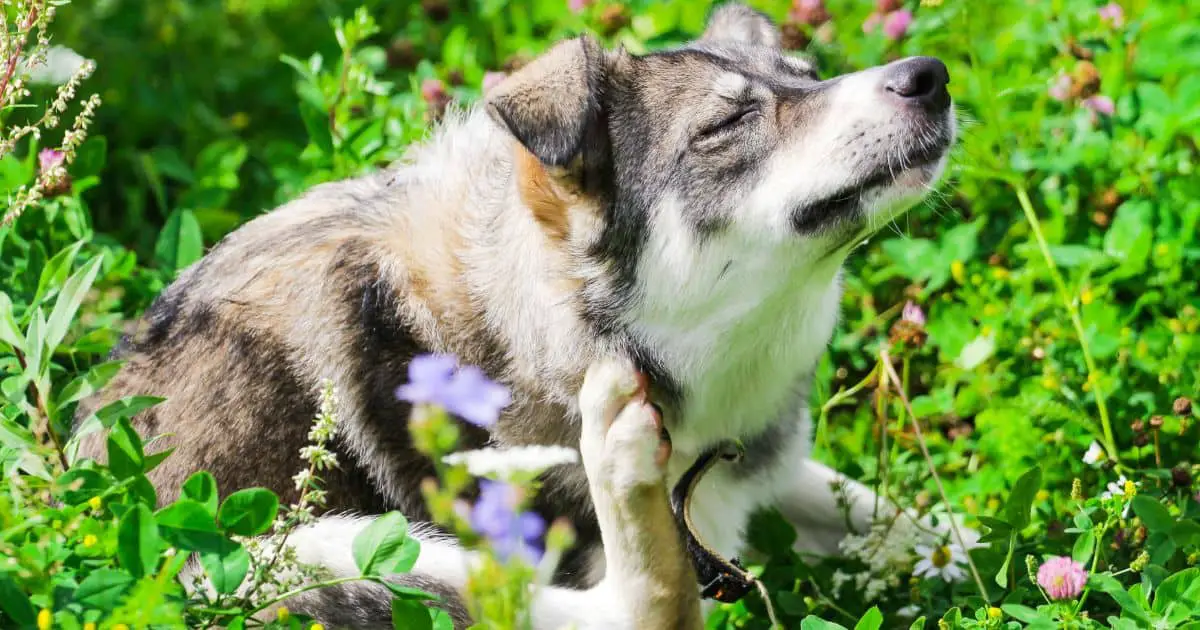 Stop Dog Itching After Grooming: 5 Simple Solutions