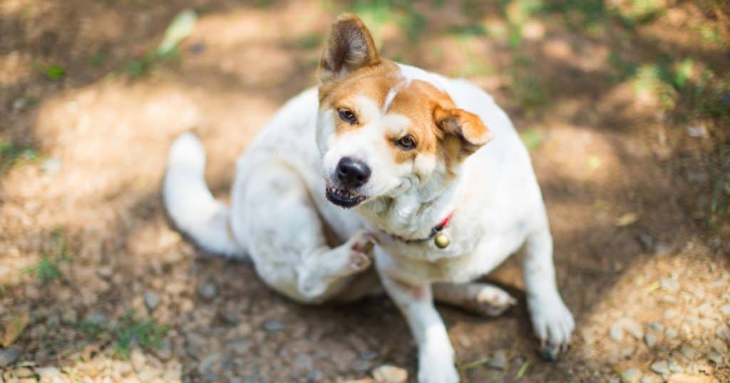 Sweet Potato Allergies in Dogs - Are Dogs Allergic to Sweet Potatoes