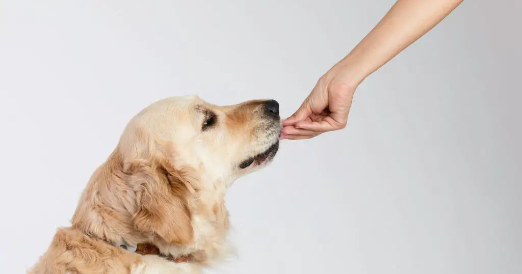 Techniques to Calm Your Dog - How to Calm Dog for Grooming