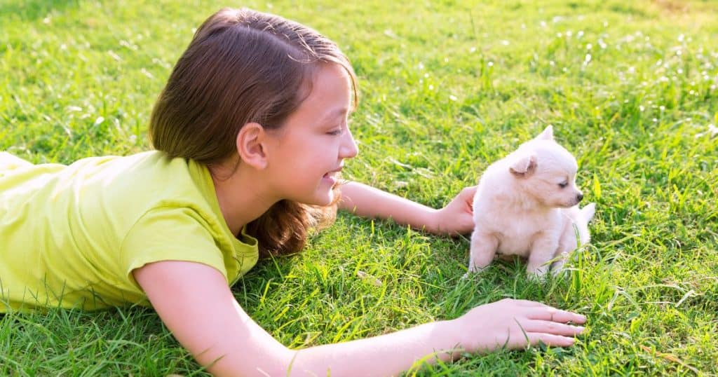 Temperament and Behavior - Small White Fluffy Dogs