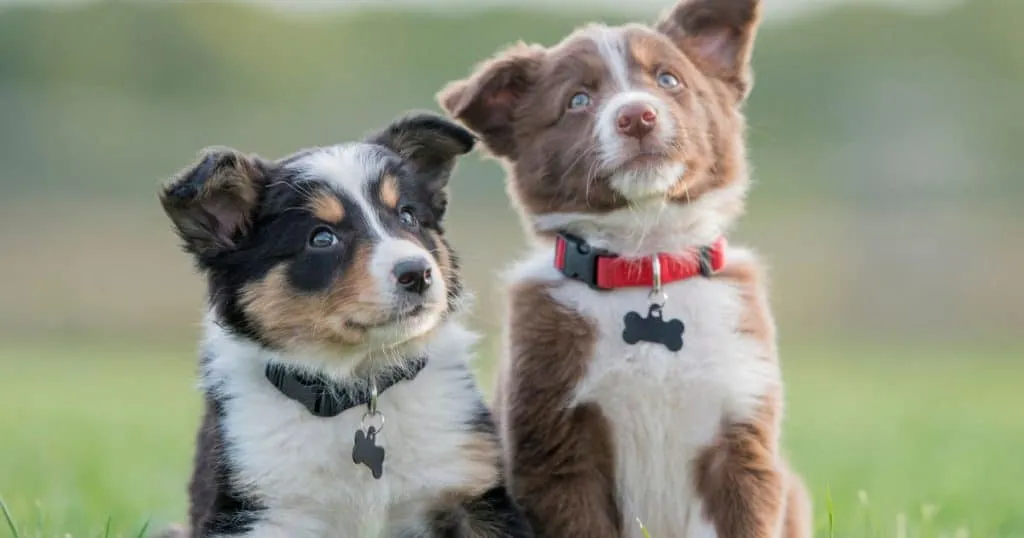 Caring for Your Fluffy Dog: 10 Tips for a Healthy and Happy Pup 3 Temperament and Personality of Fluffy Dogs - Caring for Your Fluffy Dog