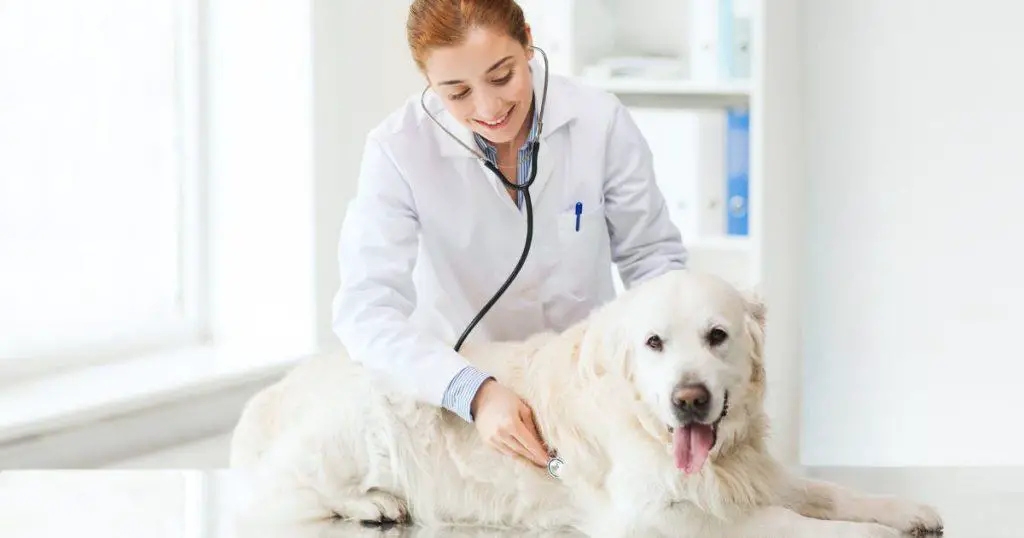 The Role of Veterinarians in Dog Nutrition - Health and Nutrition Tips for Fluffy Dogs