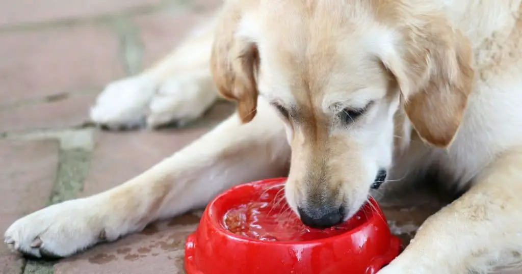 The Role of Water in a Dog's Diet - Health and Nutrition Tips for Fluffy Dogs