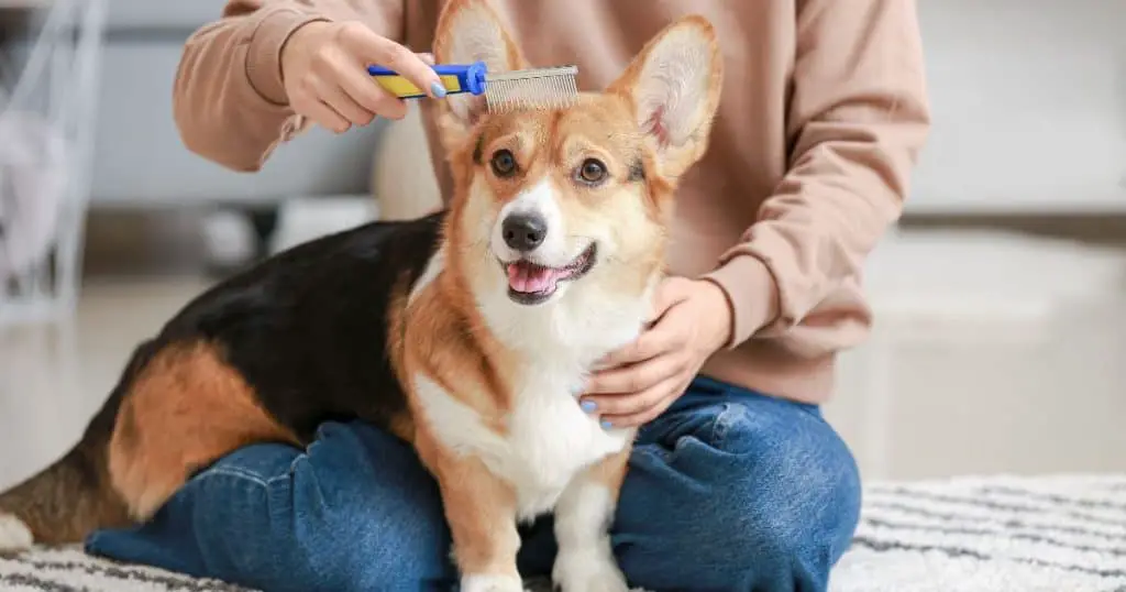 Tips for First-Time Groomers - Best Dog Grooming Kit