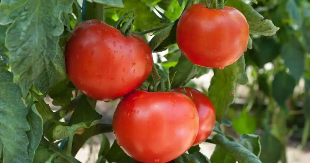 Tomatoes and Allergies in Dogs - Are Dogs Allergic to Tomatoes