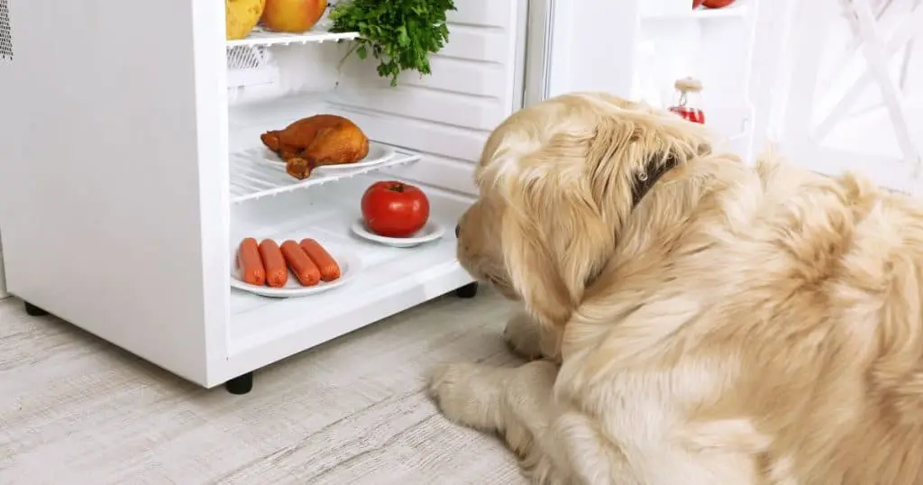 Tomatoes and Dogs - Are Dogs Allergic to Tomatoes