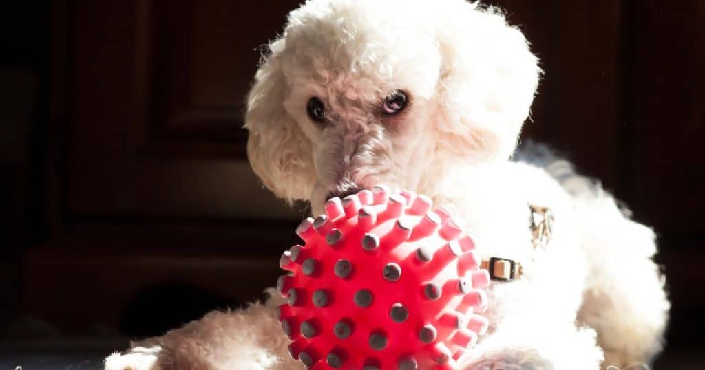 Toys and Distractions - Poodle Biting and Chewing