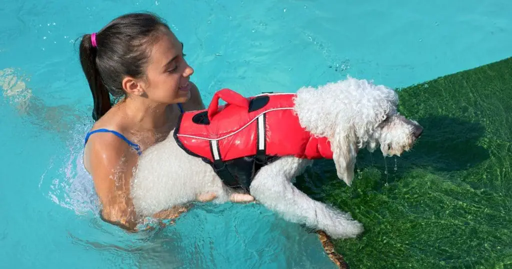 Training Poodles for Swimming - Can Poodle Swim