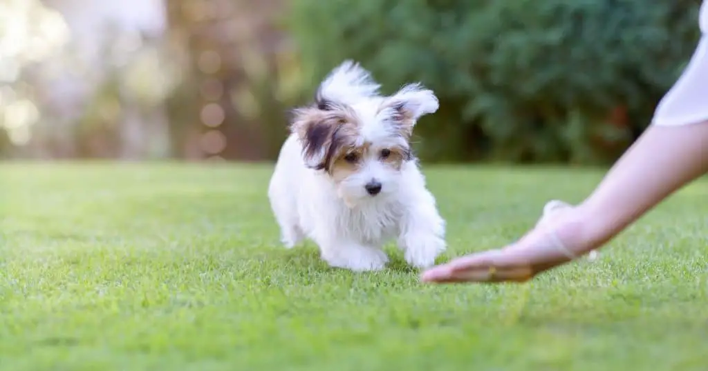Training Tips - Small White Fluffy Dogs