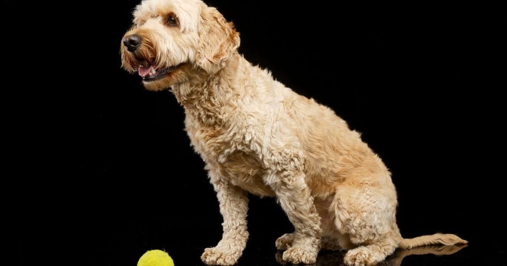 Training Your Bolognese Dog - Bolognese Dog