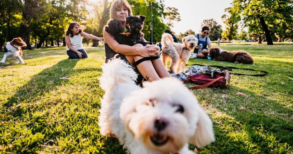 Training and Behavior Modification - Are Poodle Aggressive Behavior