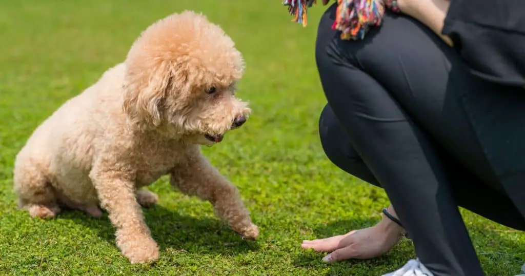 Training and Managing Poodle Separation Anxiety - Poodle Separation Anxiety