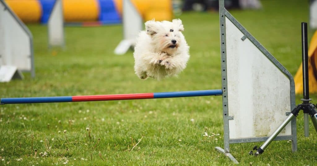 Training and Socialization - Coton de Tulear