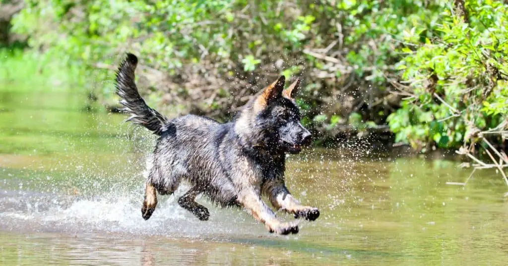 Training for Specific Roles - How to Train a German Shepherd Puppy