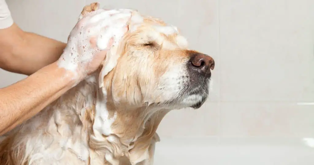 Treating Itching After Grooming - After Grooming Dog Itching