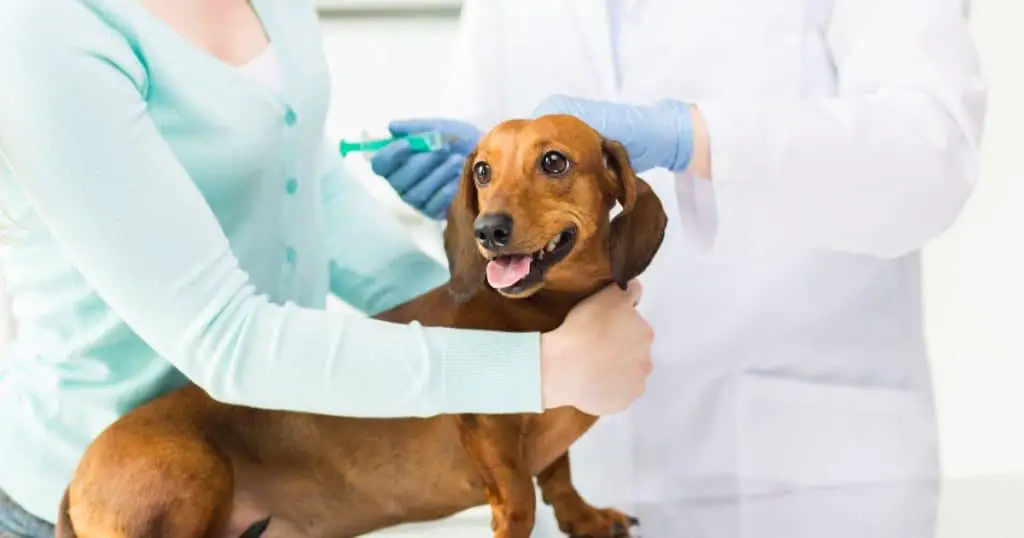 Treating Potato Allergies in Dogs - Are Dogs Allergic to Potatoes