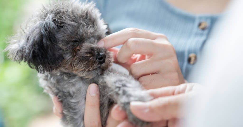 Treatment Methods - Poodle Eye Infections