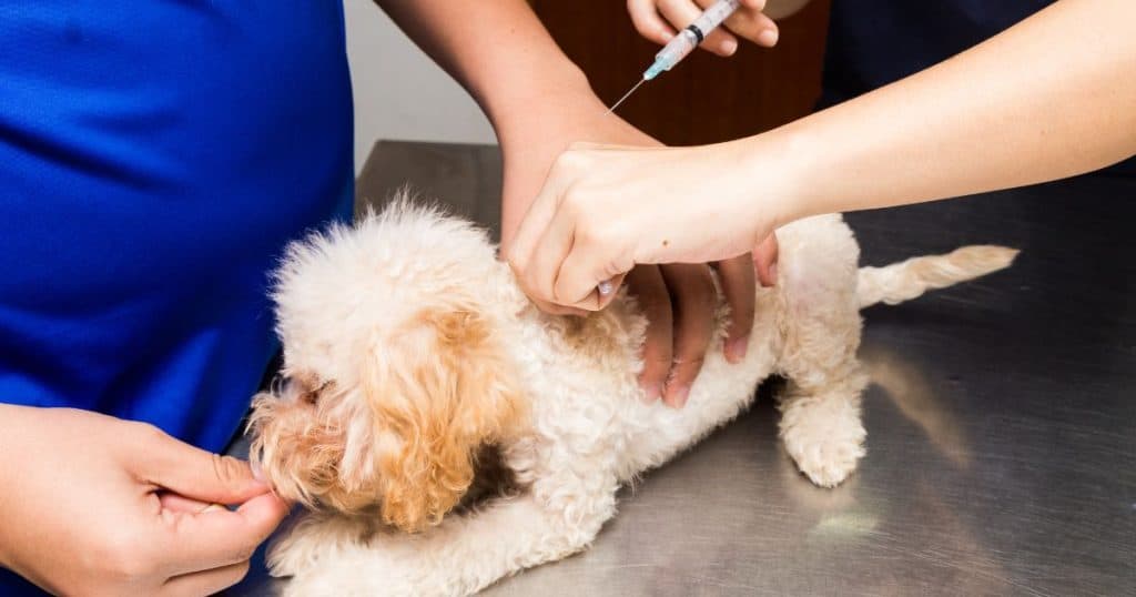 Treatment Options - Poodle Hip Dysplasia