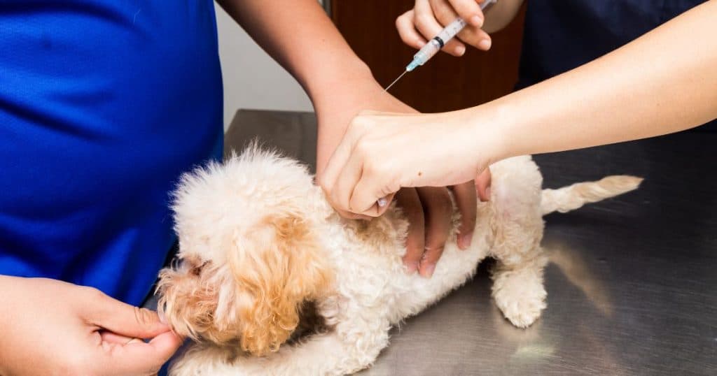 Treatment Options for Poodle Diarrhea - Poodle Diarrhea