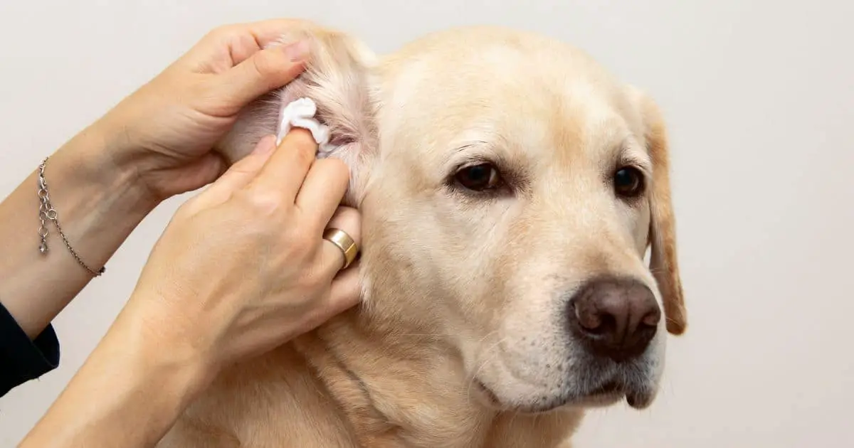 Troubleshooting: 5 Reasons Why Your Dogs Ears Irritated After Grooming