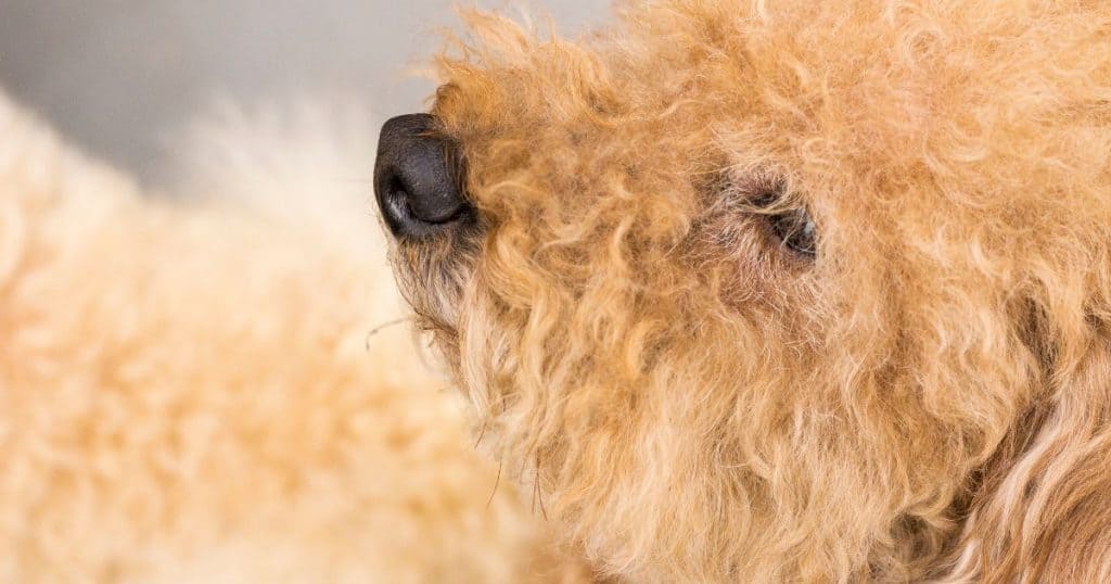 Types of Eye Infections - Poodle Eye Infections