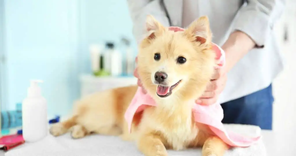 Understanding Dog Grooming Harnesses - Best Dog Grooming Harnesses