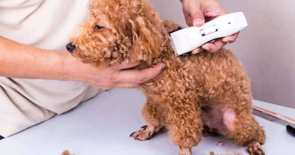 Understanding Dog Skin Problems After Grooming