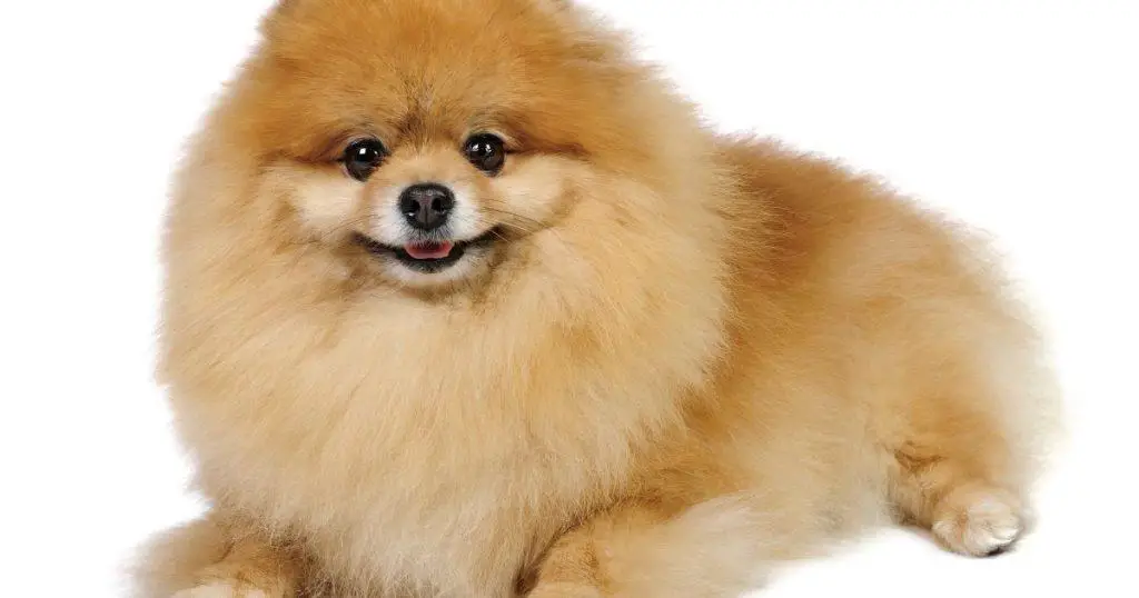 Understanding Fluffy Dog Breeds - Guide to Fluffy Dog Breeds