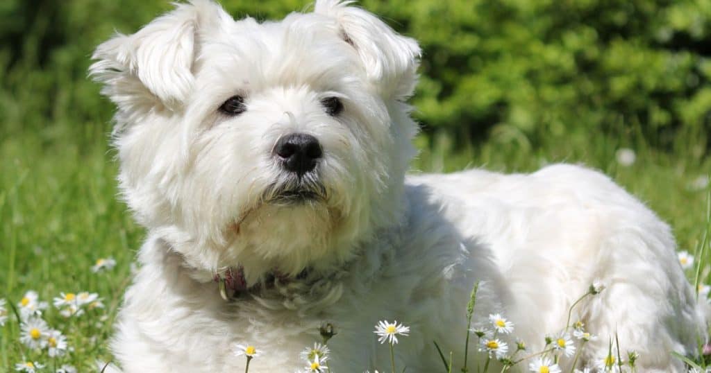 Understanding Fluffy Dog Breeds - Why Fluffy Dogs Make Great Family Pets