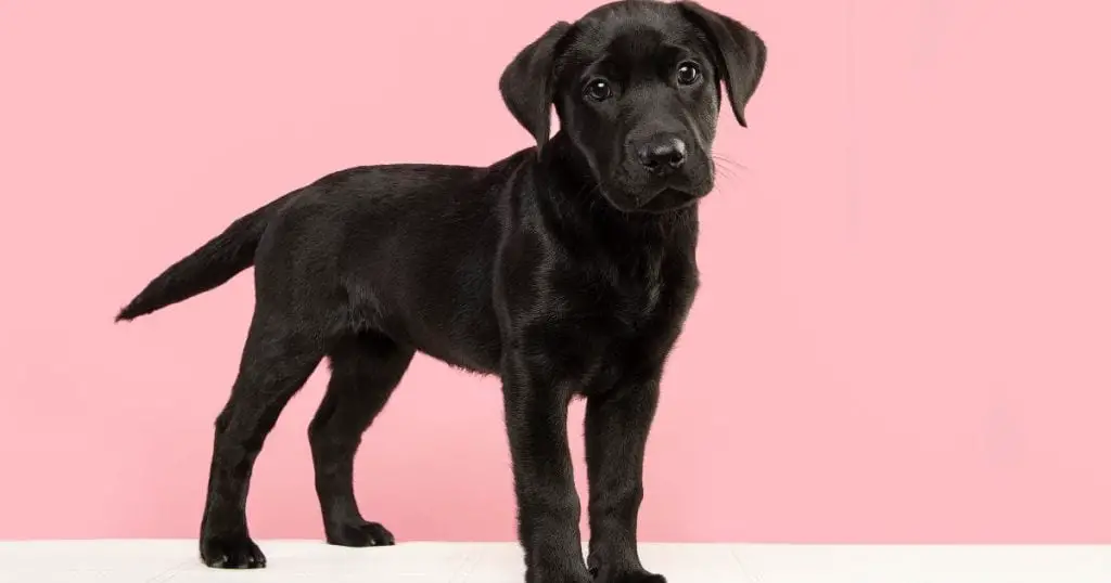 Understanding Labrador Retrievers - How to Train a Labrador Retriever Puppy
