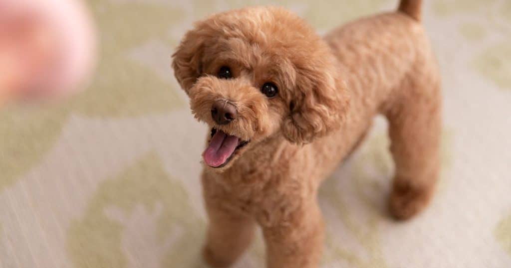 Understanding Poodle Behavior - Poodle Behavior Problems