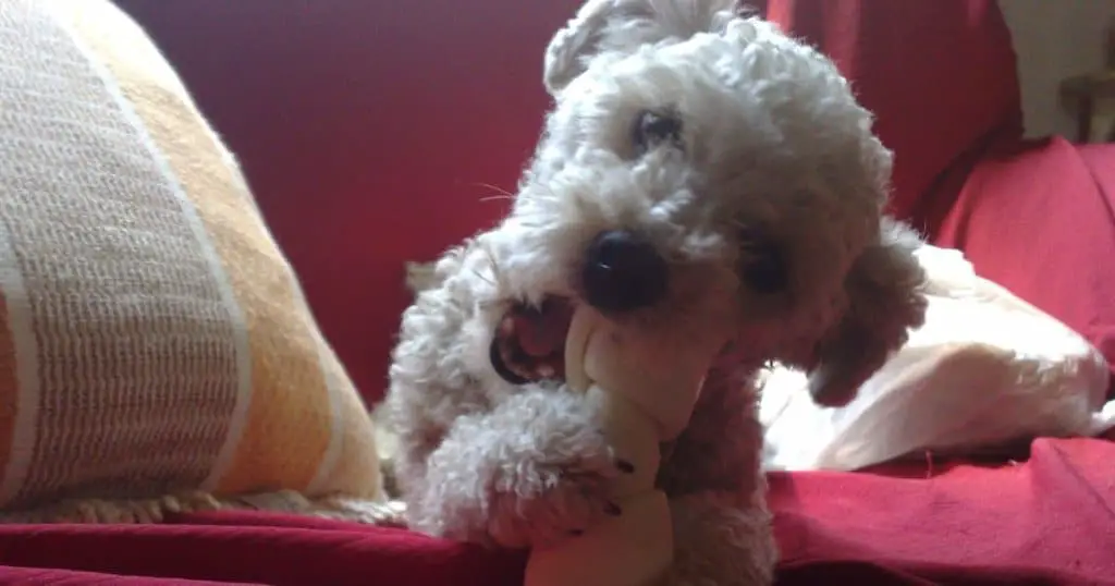 Understanding Poodle Biting and Chewing