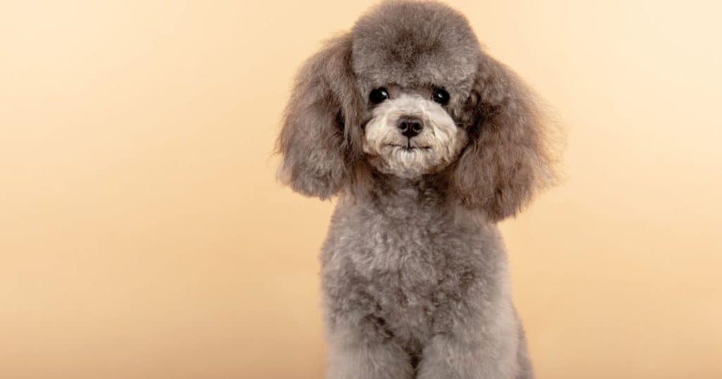 Understanding Poodle Breed Specifics - Poodle Fear and Stress