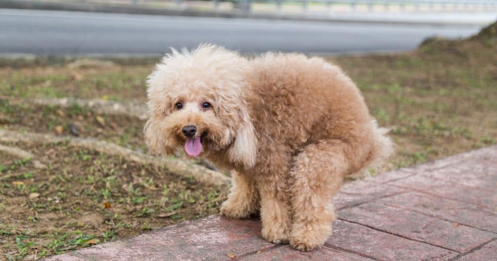 Understanding Poodle Diarrhea