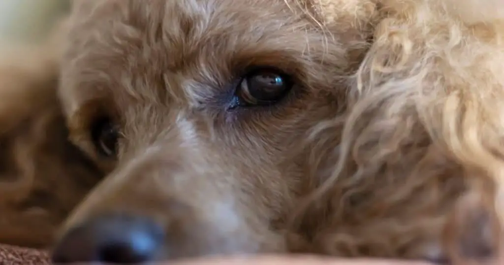 Understanding Poodle Eye Infections
