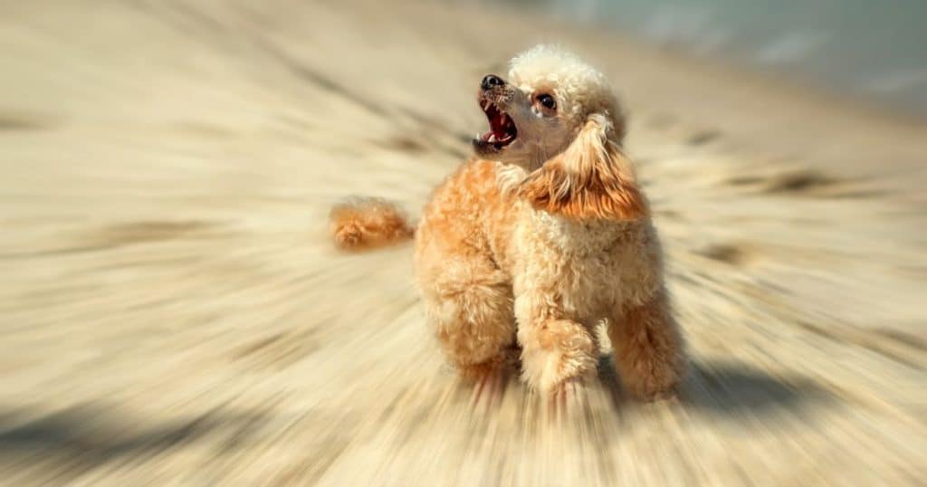 Understanding Poodle Fear and Stress