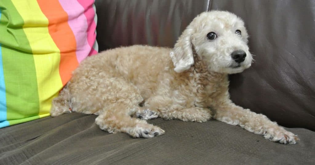 Understanding Poodle Hip Dysplasia