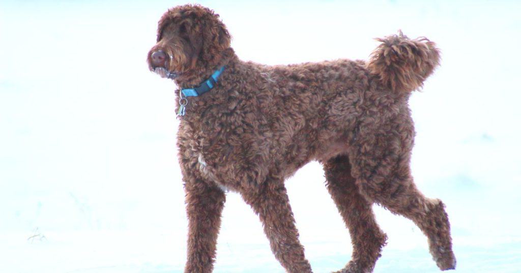 Understanding Poodle Mixes - Poodle Mix Grooming Styles